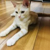 アメリカンショートヘア【茨城県・男の子・2018年12月26日・レッドタビー】の写真2