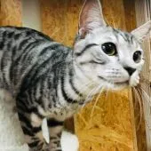 マンチカン(長足)【茨城県・男の子・2018年5月18日・シルバータビー】の写真3