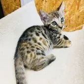 マンチカン(短足)【茨城県・女の子・2018年3月3日・ブラウンパッチドスポテッドタビー】の写真4