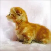 マンチカン【茨城県・女の子・2017年1月30日・レッドタビー】の写真4