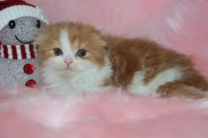 ID：1312-00154の子猫