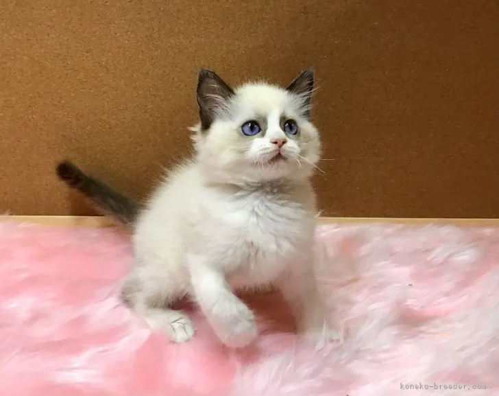 ID：2103-01816の子猫