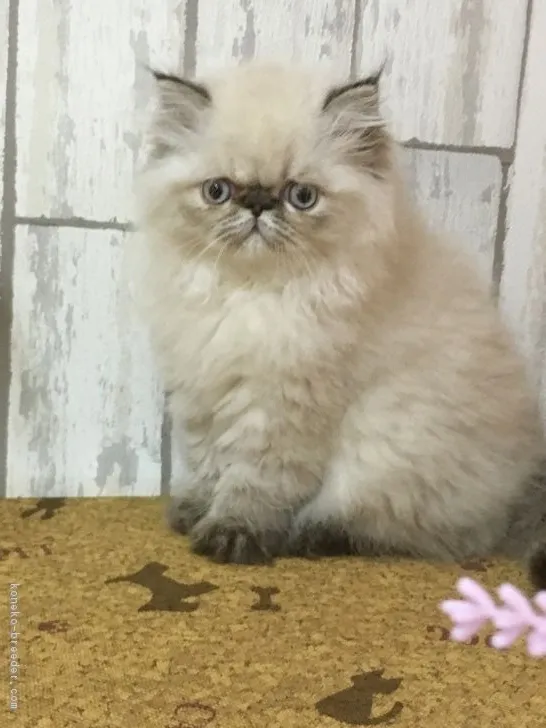 ID：1611-00150の子猫