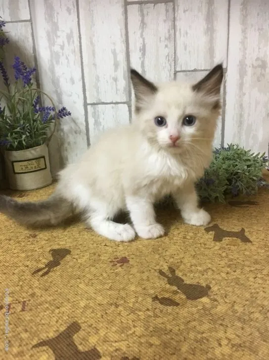 ID:1610-00572の子猫