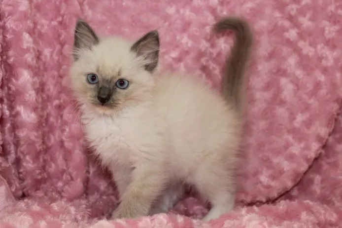 ID：1211-00101の子猫