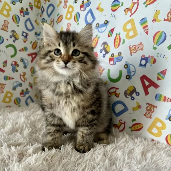 ID:2409-00480の子猫