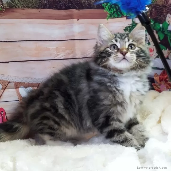 ID：2405-03661の子猫