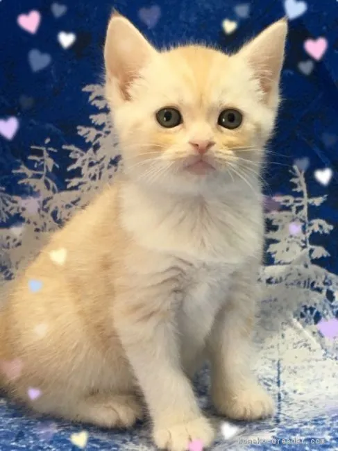 ID：1703-00360の子猫