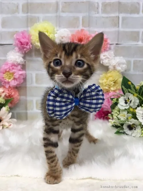 ID：1706-00730の子猫