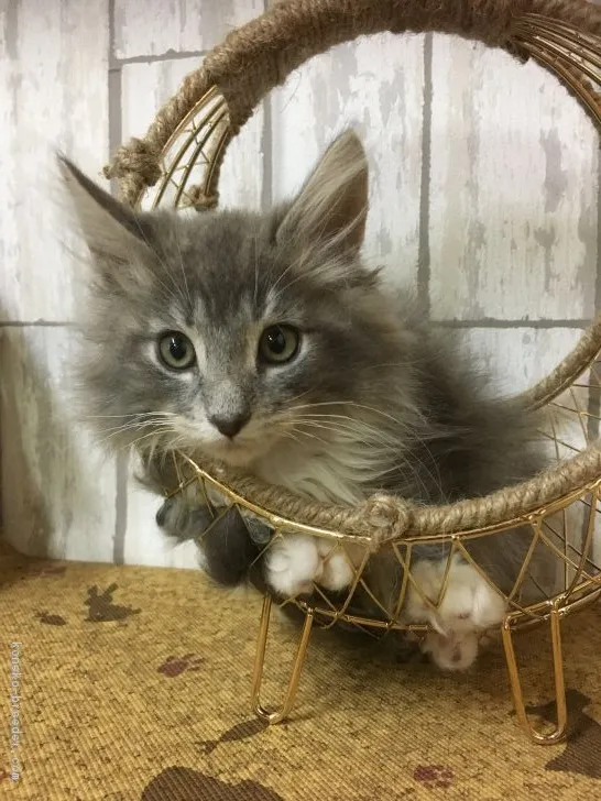 四つ葉のクローバー 様のお迎えした子猫