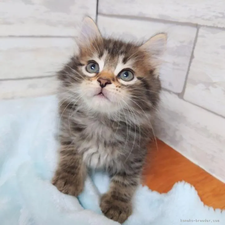ID：2208-01405の子猫