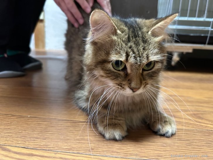 サイベリアン【・女の子・2021年5月22日・ブラウンクラシックタビー】