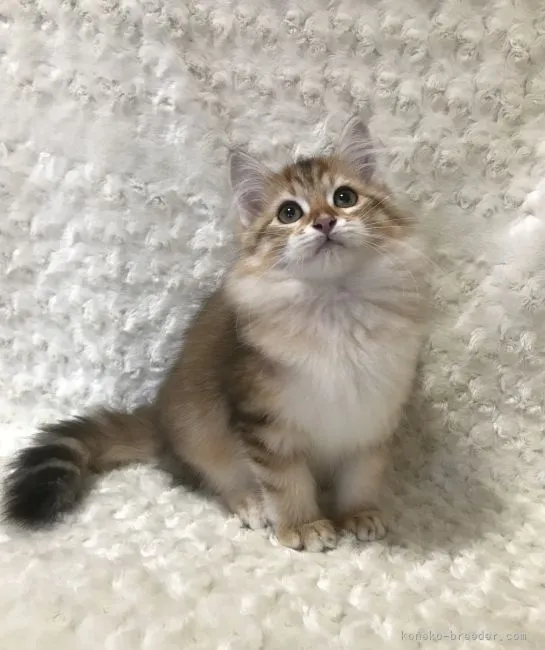 ID:2111-01546の子猫