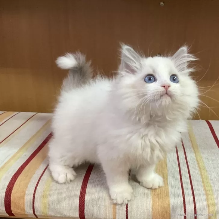 ID:2312-01400の子猫
