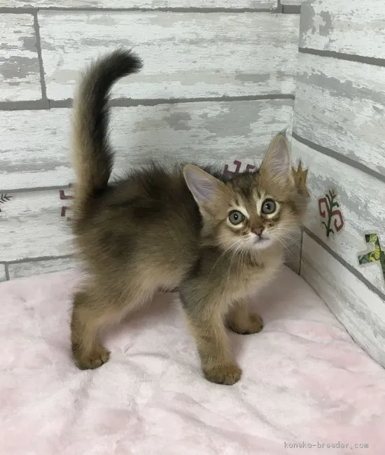 ID：1904-01476の子猫