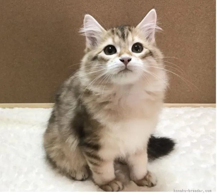 ID:2112-01431の子猫