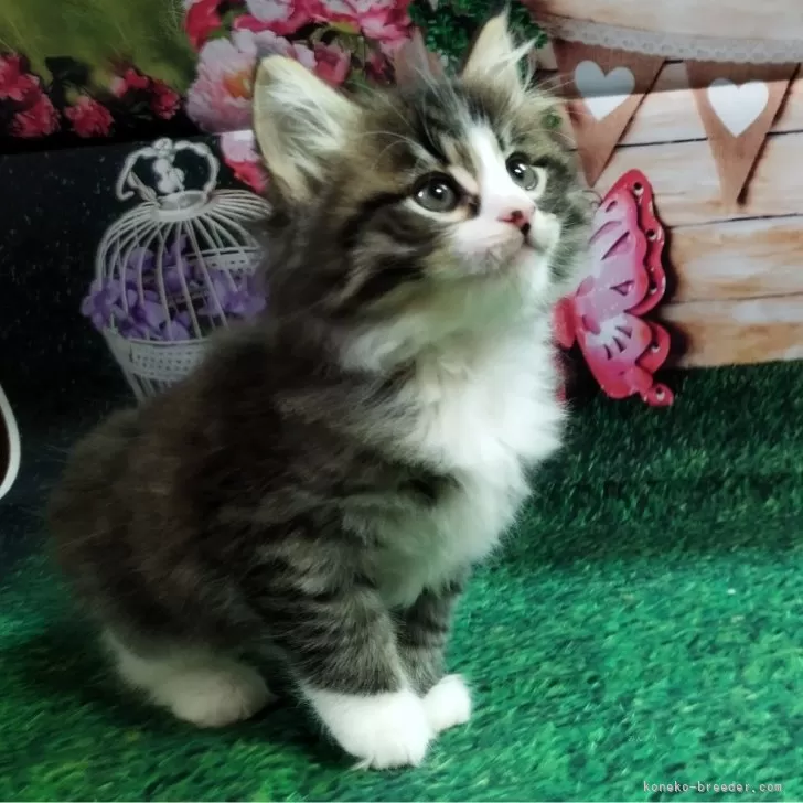 ID：2401-00810の子猫