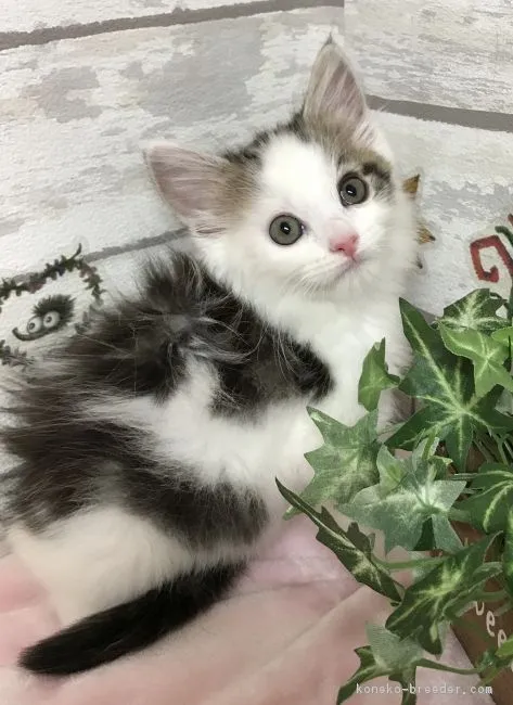 ID:1811-00541の子猫