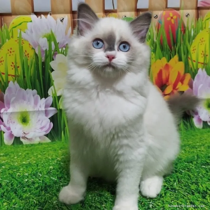 ID：2310-00303の子猫