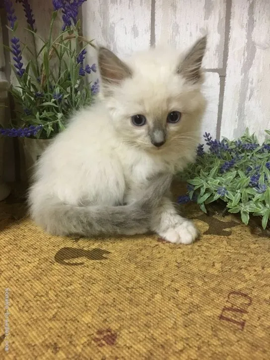 ID:1610-00535の子猫