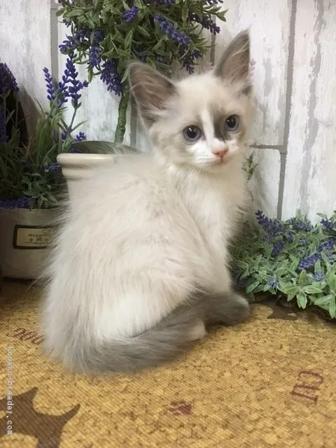 もも 様のお迎えした子猫