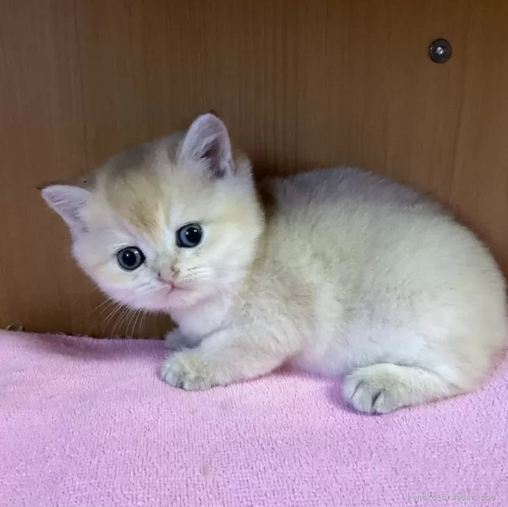 ID:2401-00693の子猫