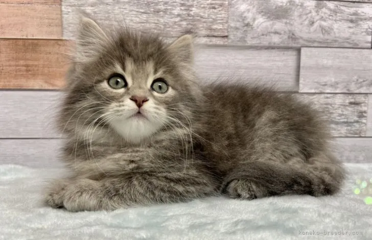 R.K 様のお迎えした子猫