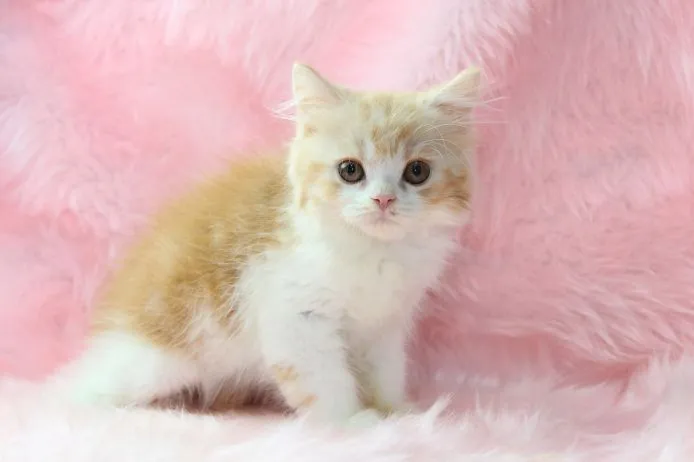 ID:1505-00325の子猫