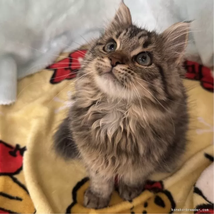 ID:2411-01557の子猫