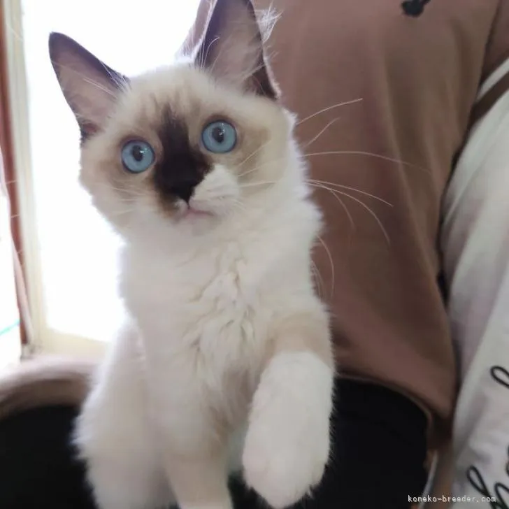 ID:2209-02382の子猫