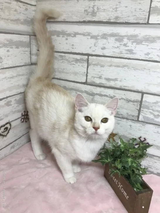 ID：1810-00495の子猫