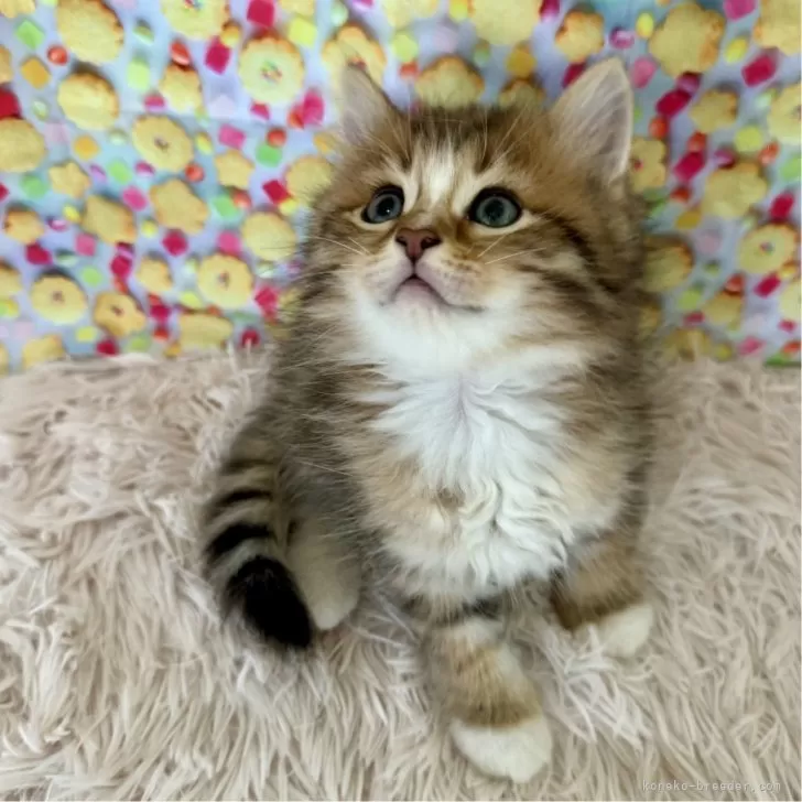 ID:2408-01027の子猫