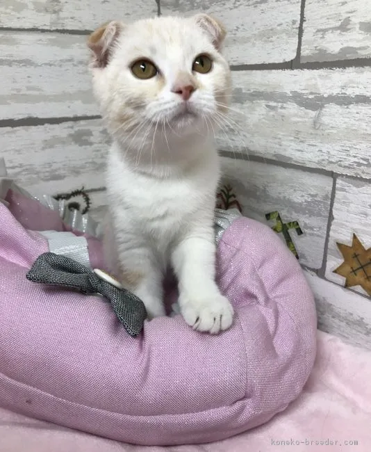 ID：1810-00496の子猫