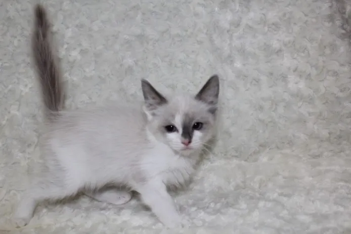 ID:1401-00205の子猫