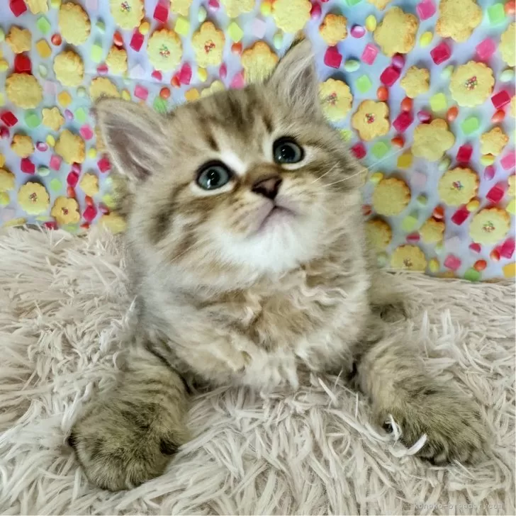 ID:2408-01028の子猫