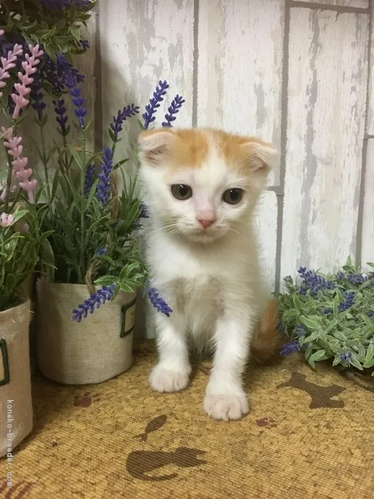 ID：1610-00597の子猫