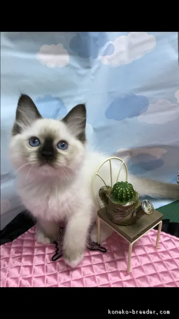 ID：1802-00474の子猫