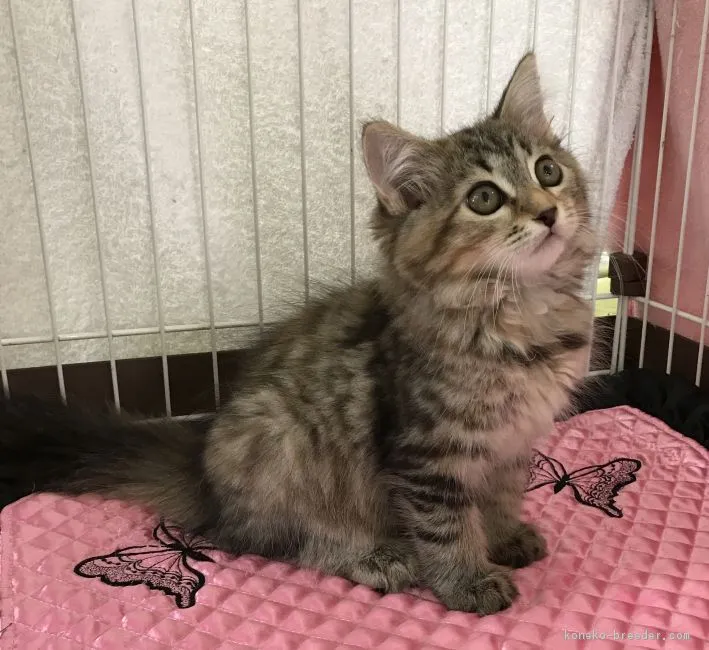 ID：1709-00235の子猫