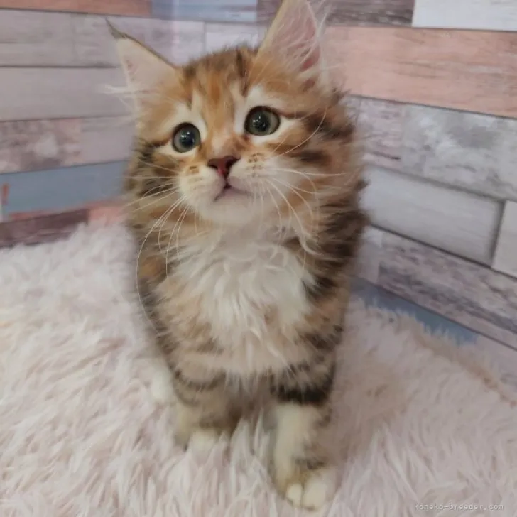ID:2311-00980の子猫