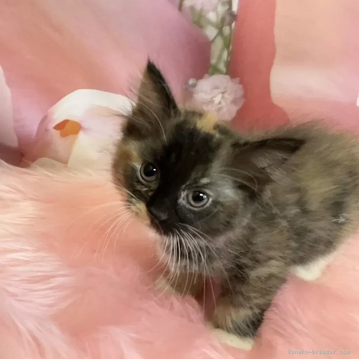 ID:2408-02797の子猫