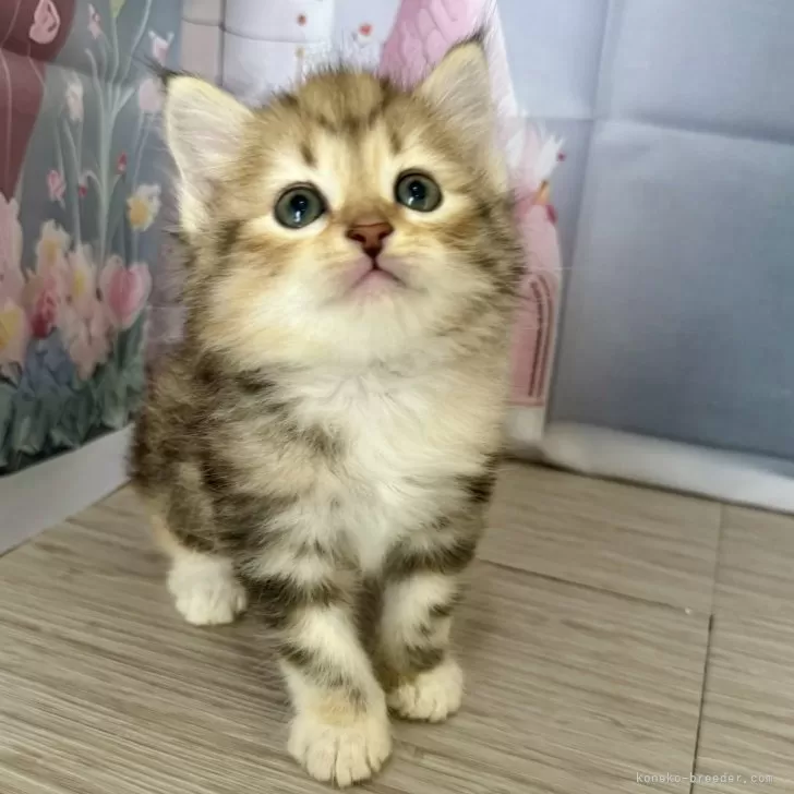 ID：2405-00459の子猫