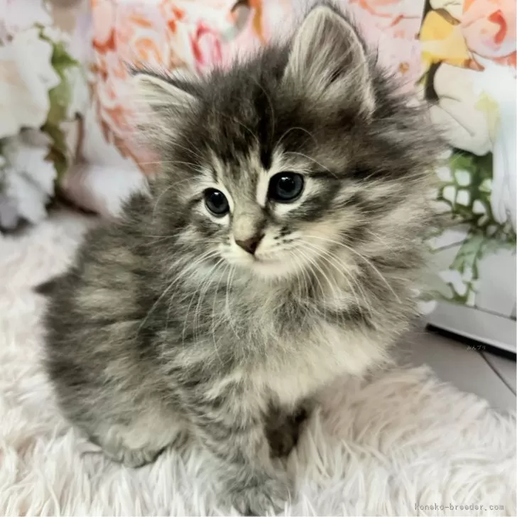 ID：2403-02826の子猫