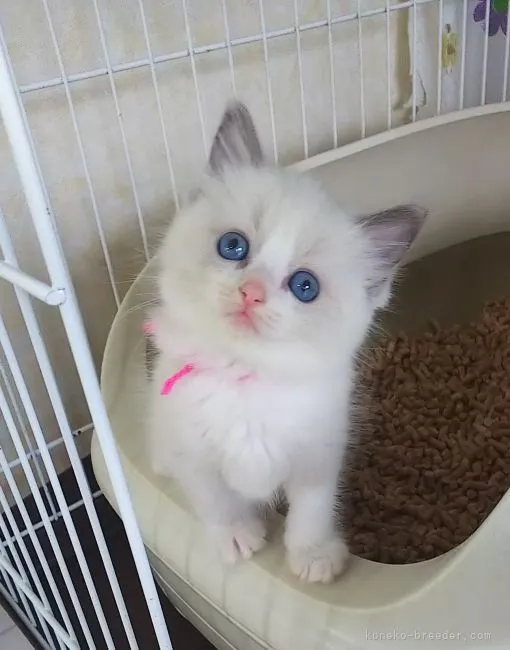 ID：2104-01168の子猫