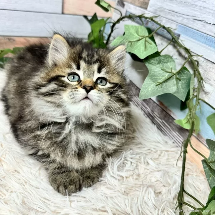 ID:2401-01675の子猫