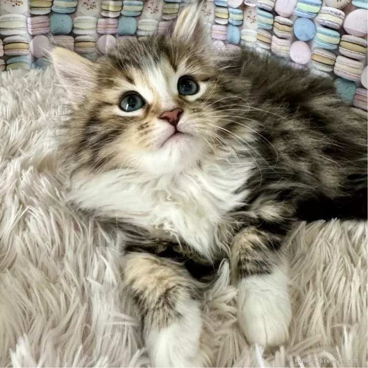 ID：2408-03143の子猫