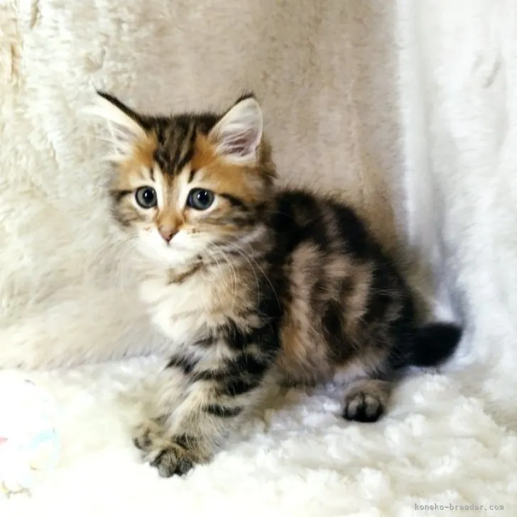 ID：2307-02547の子猫