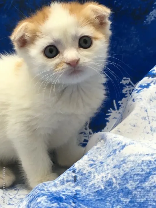 ふみとルルのお父ちゃん 様のお迎えした子猫