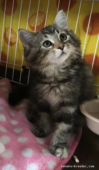 ID:1709-00236の子猫