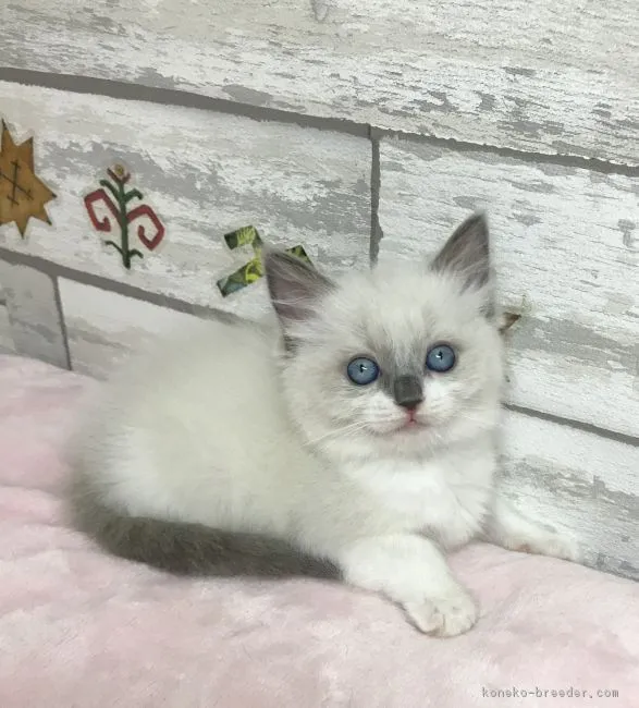 ID：1902-00452の子猫