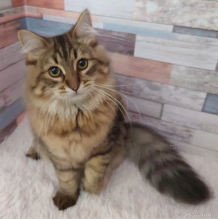 ID：2307-02417の子猫